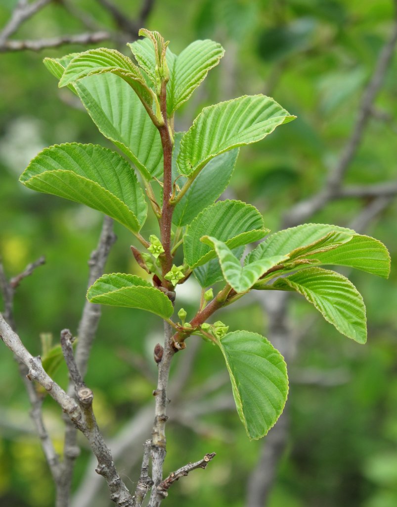 Rhamnus alpina